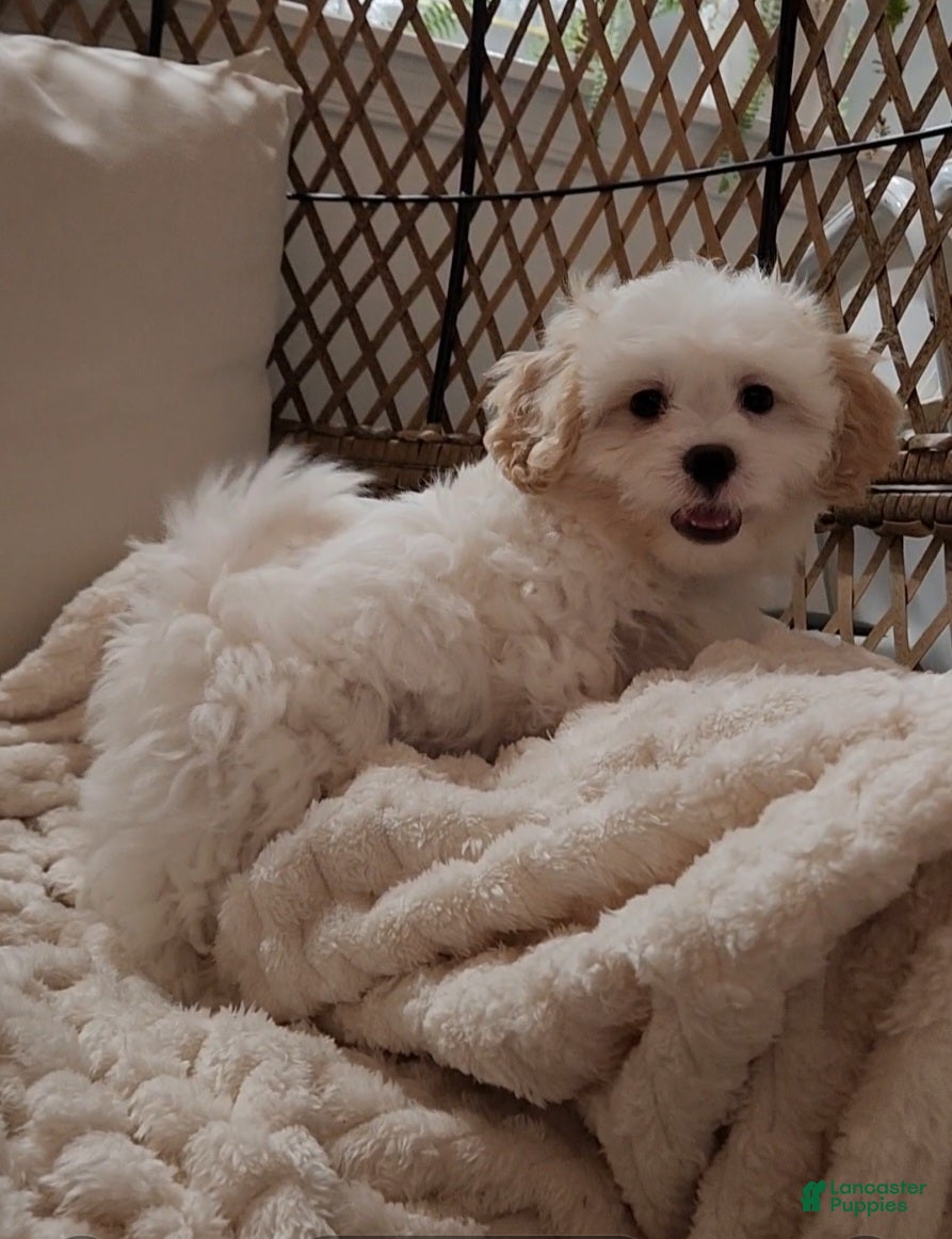 Shihpoo dogs Prince - Ad 27