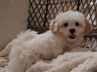 Shihpoo dogs Prince - Ad 27