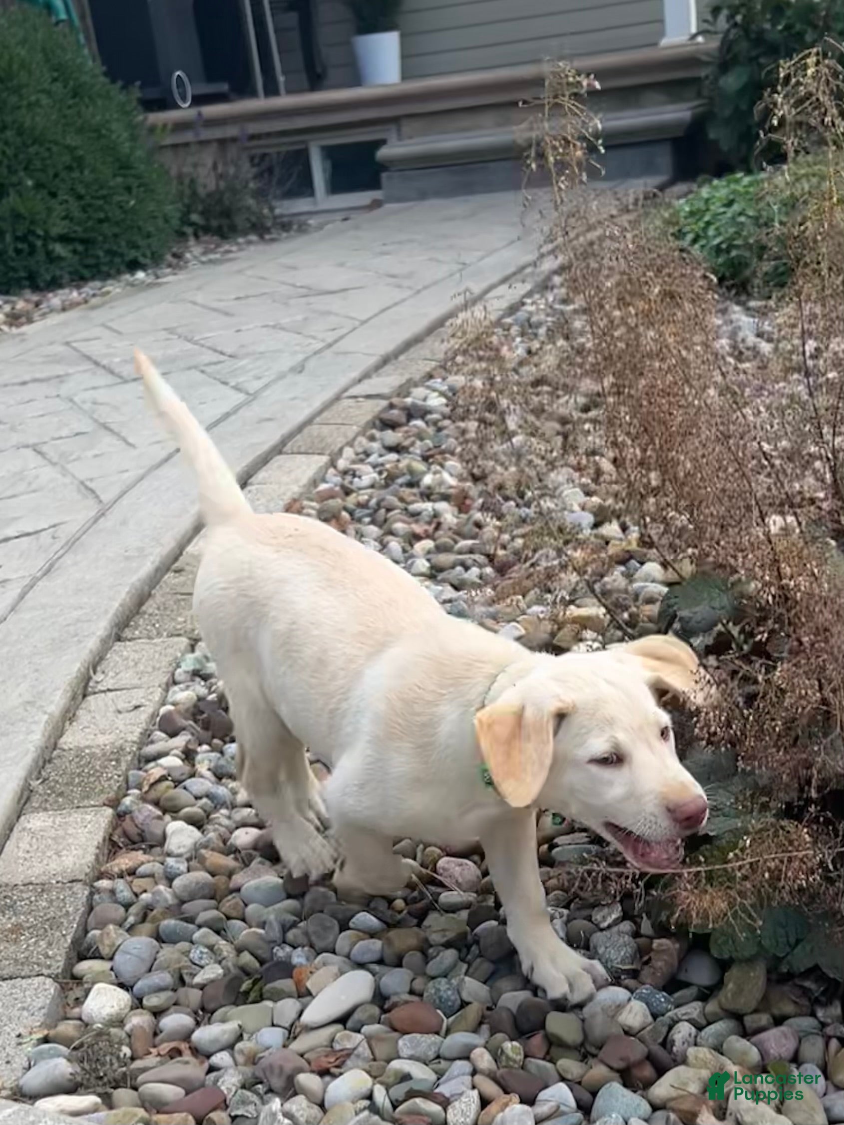 Labrador Retriever dogs Oakley - Ad 2
