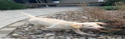Labrador Retriever dogs for sale: Honey - Ad 5