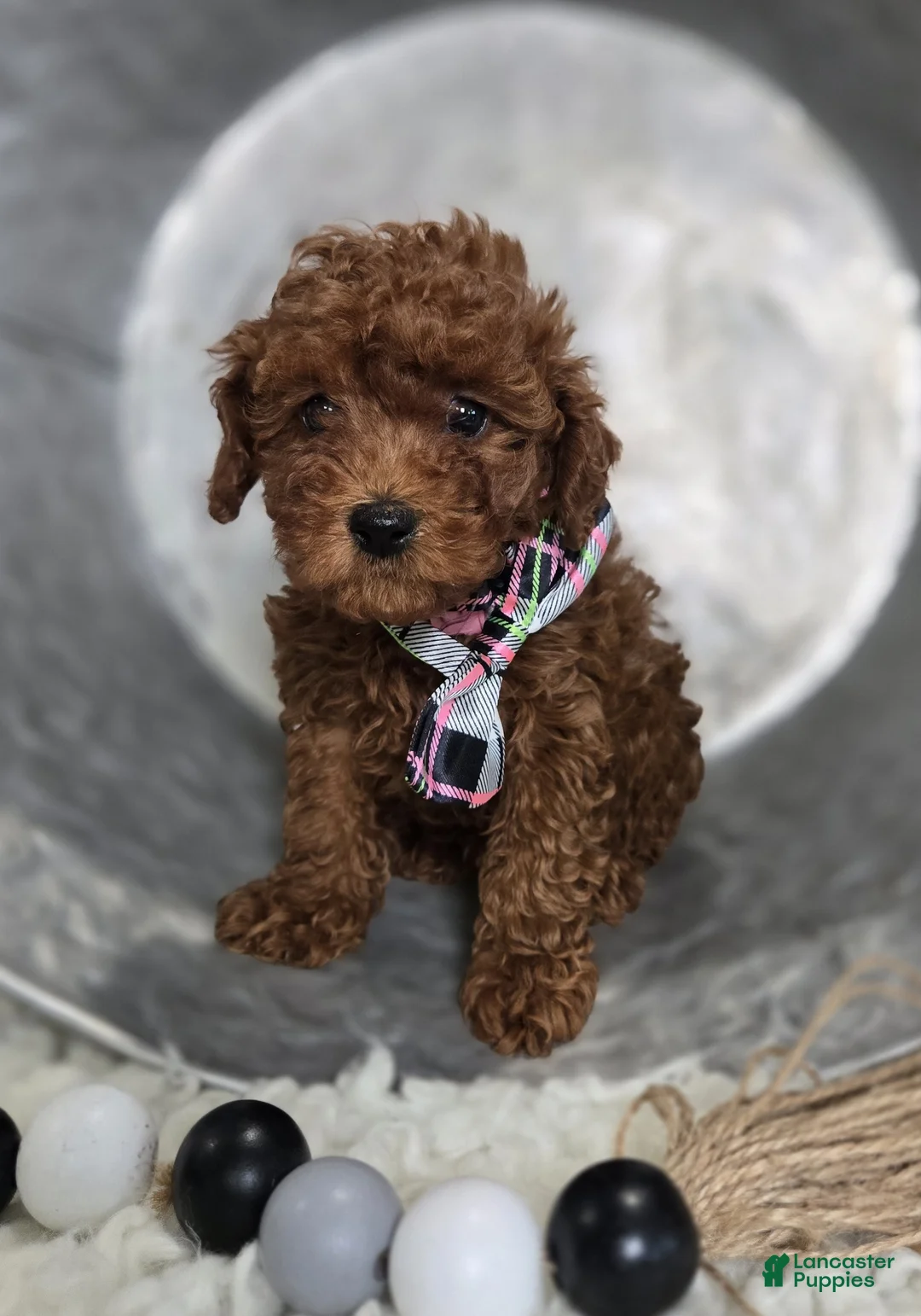 Toy Poodle dogs for sale: Daisy - Ad 5