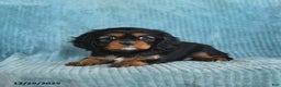 Cavalier King Charles Spaniel dogs for sale: Callie - Ad 4
