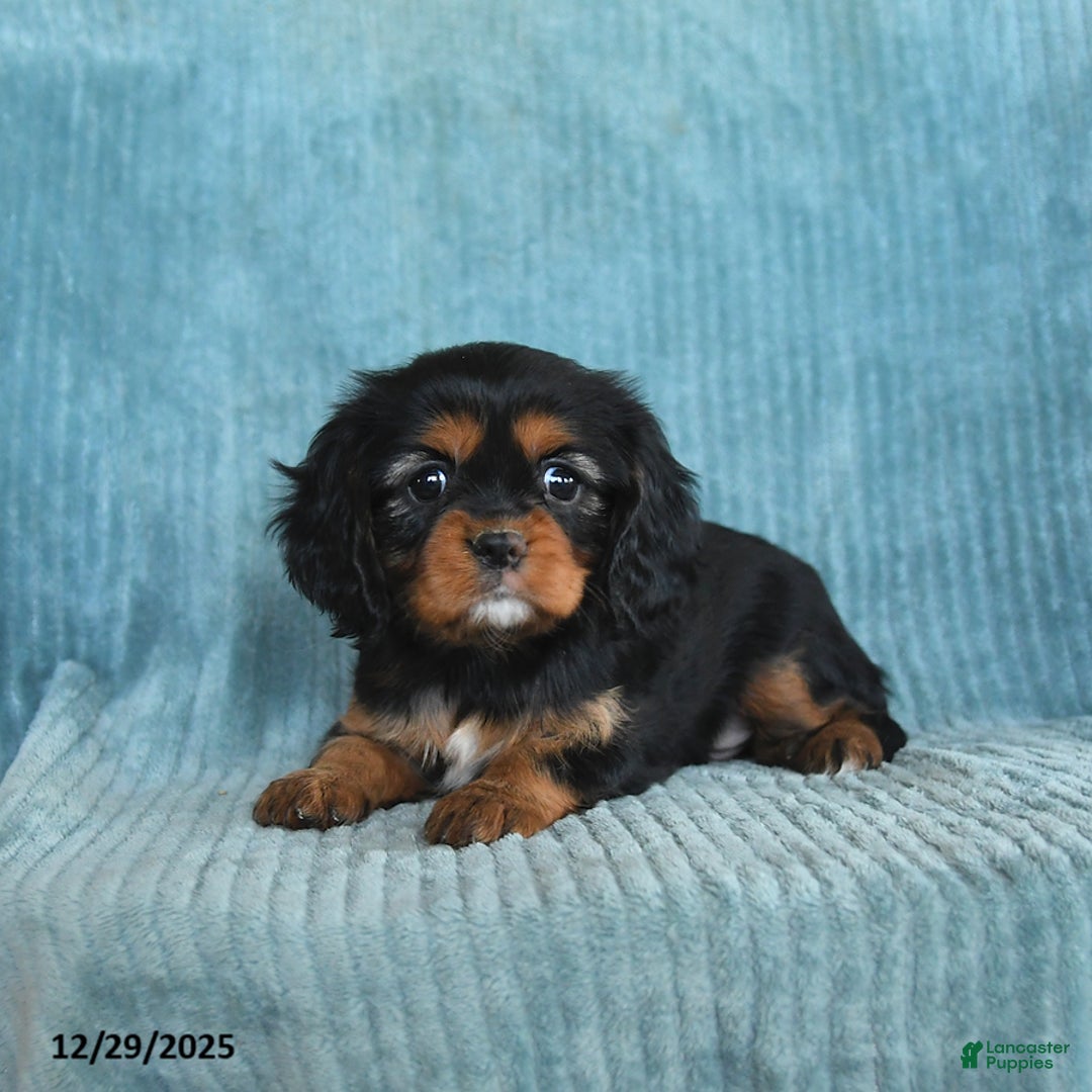 Cavalier King Charles Spaniel dogs for sale: Callie - Ad 4