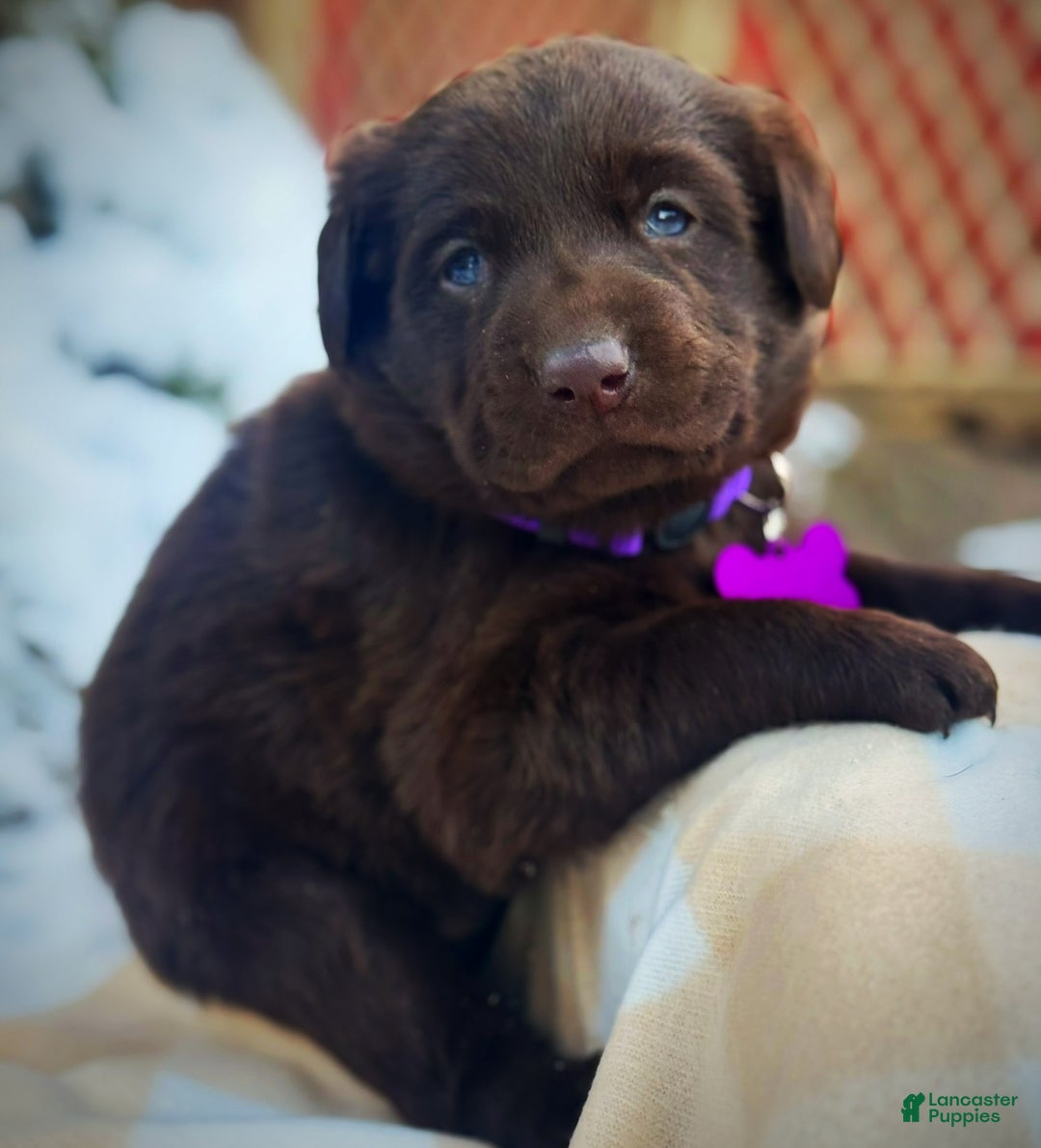 Labrador Retriever dogs for sale: Labrador Retriever Puppy 1 - Ad 13