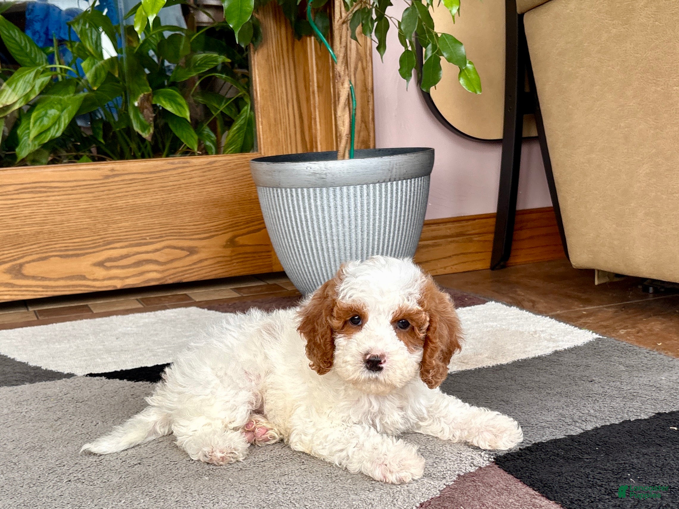 Cavapoo dogs Cavapoo male 1 - Ad 2