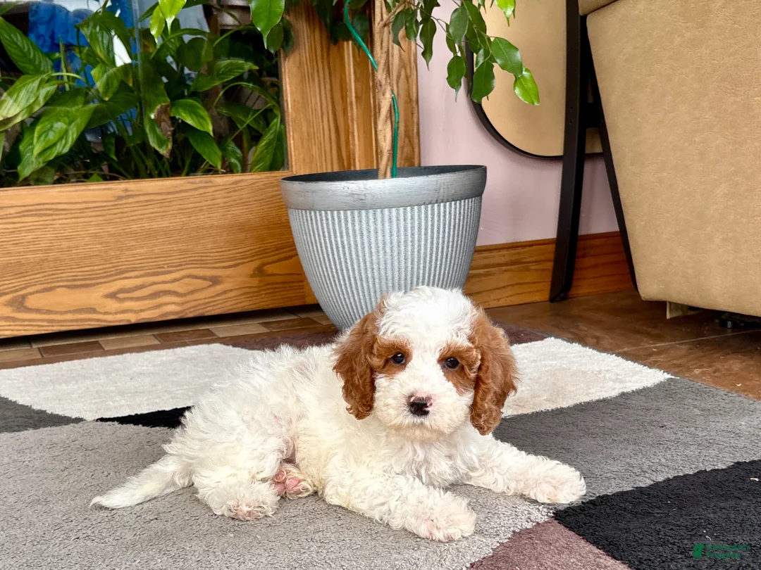 Cavapoo dogs for sale: Cavapoo male 1 - Ad 2