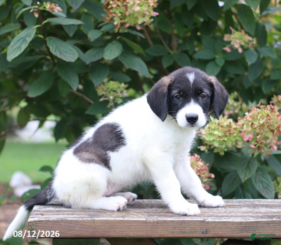 Mixed Breed dogs Sally - Ad 2