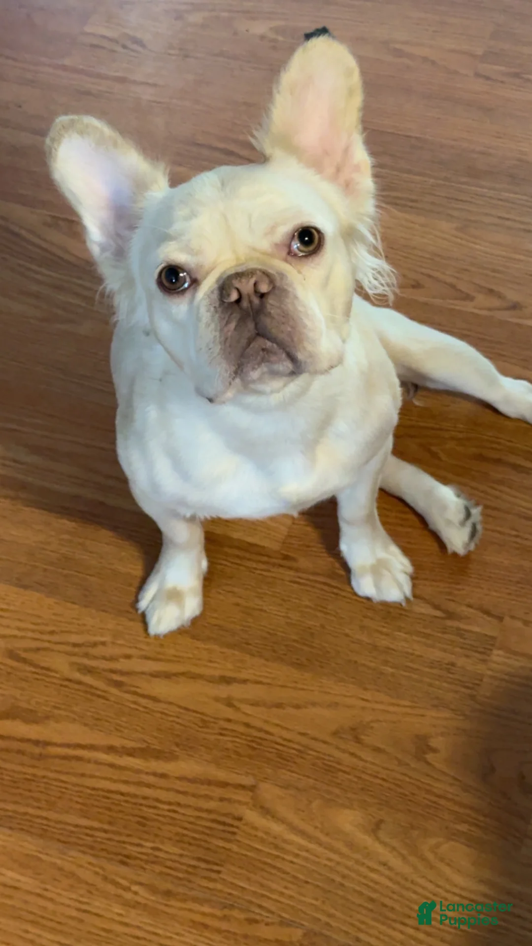 French Bulldog dogs for sale: Prada - Ad 2
