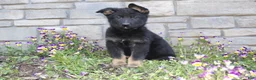 German Shepherd dogs for sale: Diesel  - Ad 3