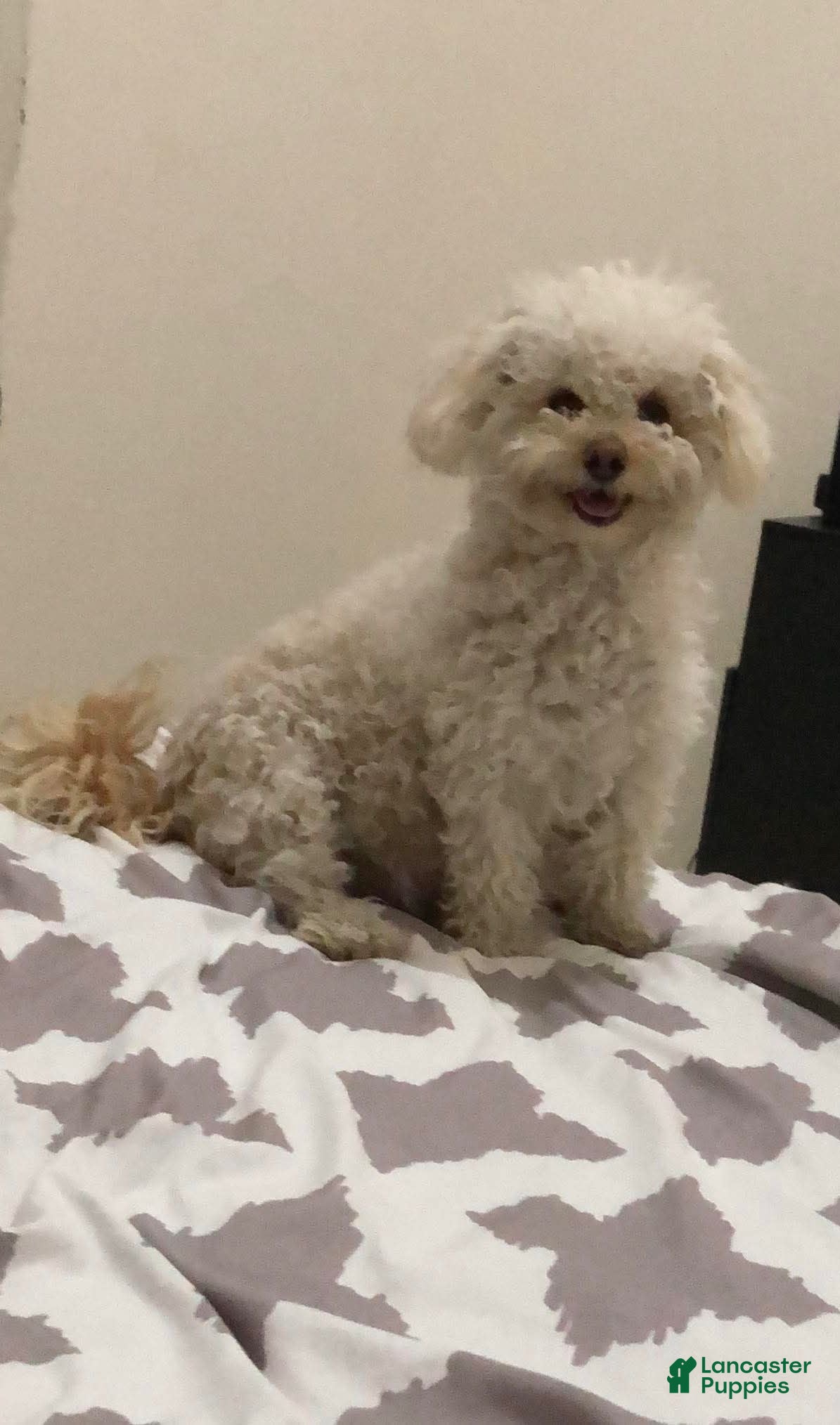 Maltipoo dogs for sale: Bubbles - Ad 5