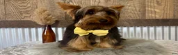 Yorkshire Terrier dogs for sale: Miles - Ad 9