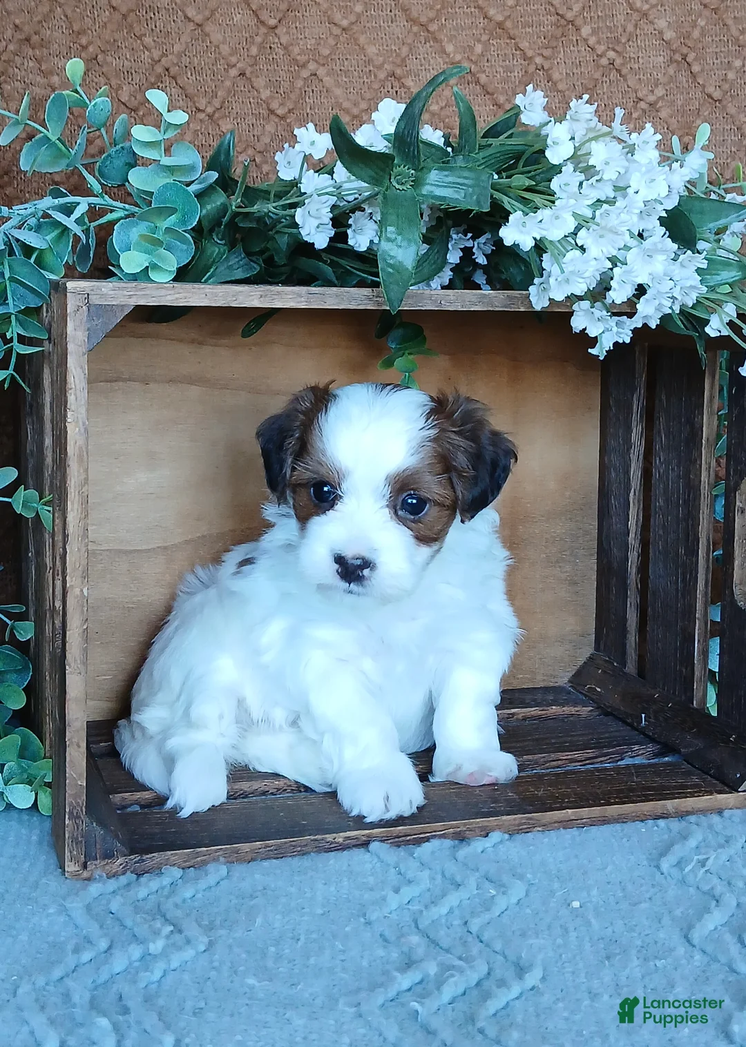 Havanese dogs for sale: Amyah  - Ad 2