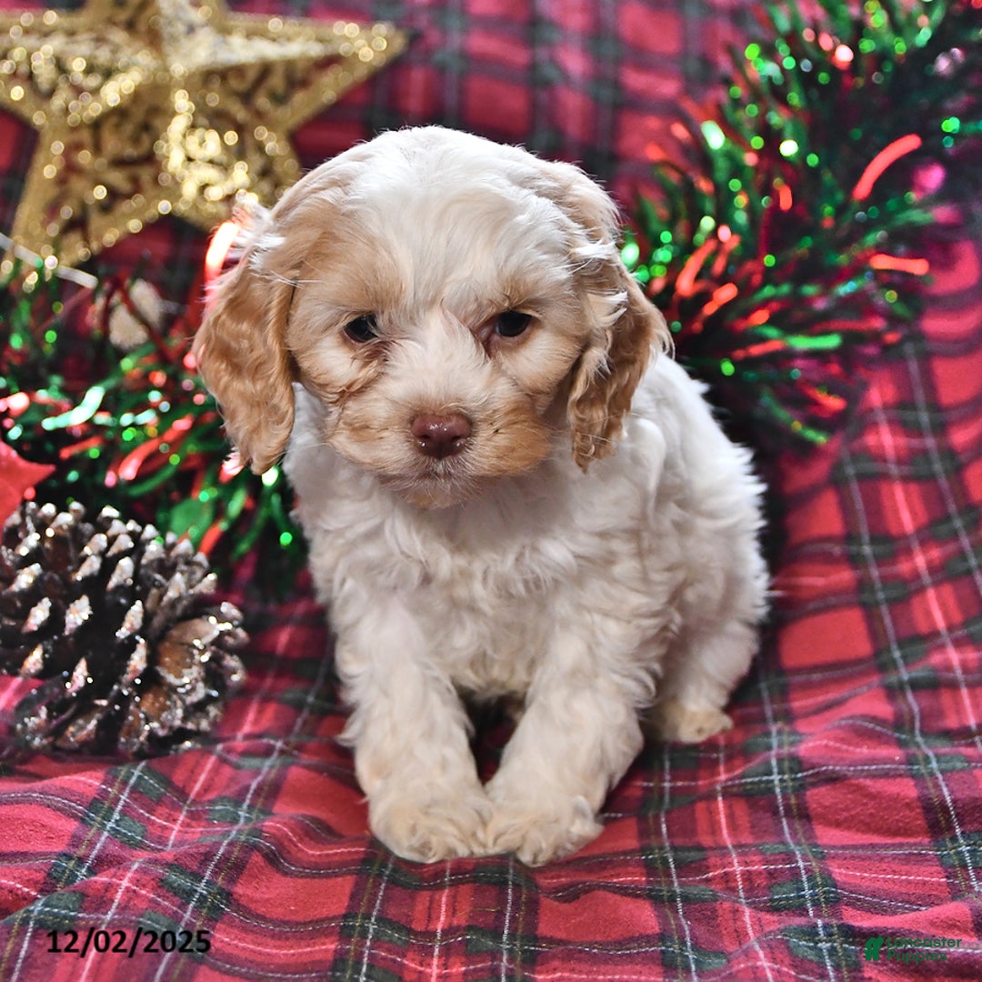 Miniature Poodle dogs for sale: Bradley - Ad 1