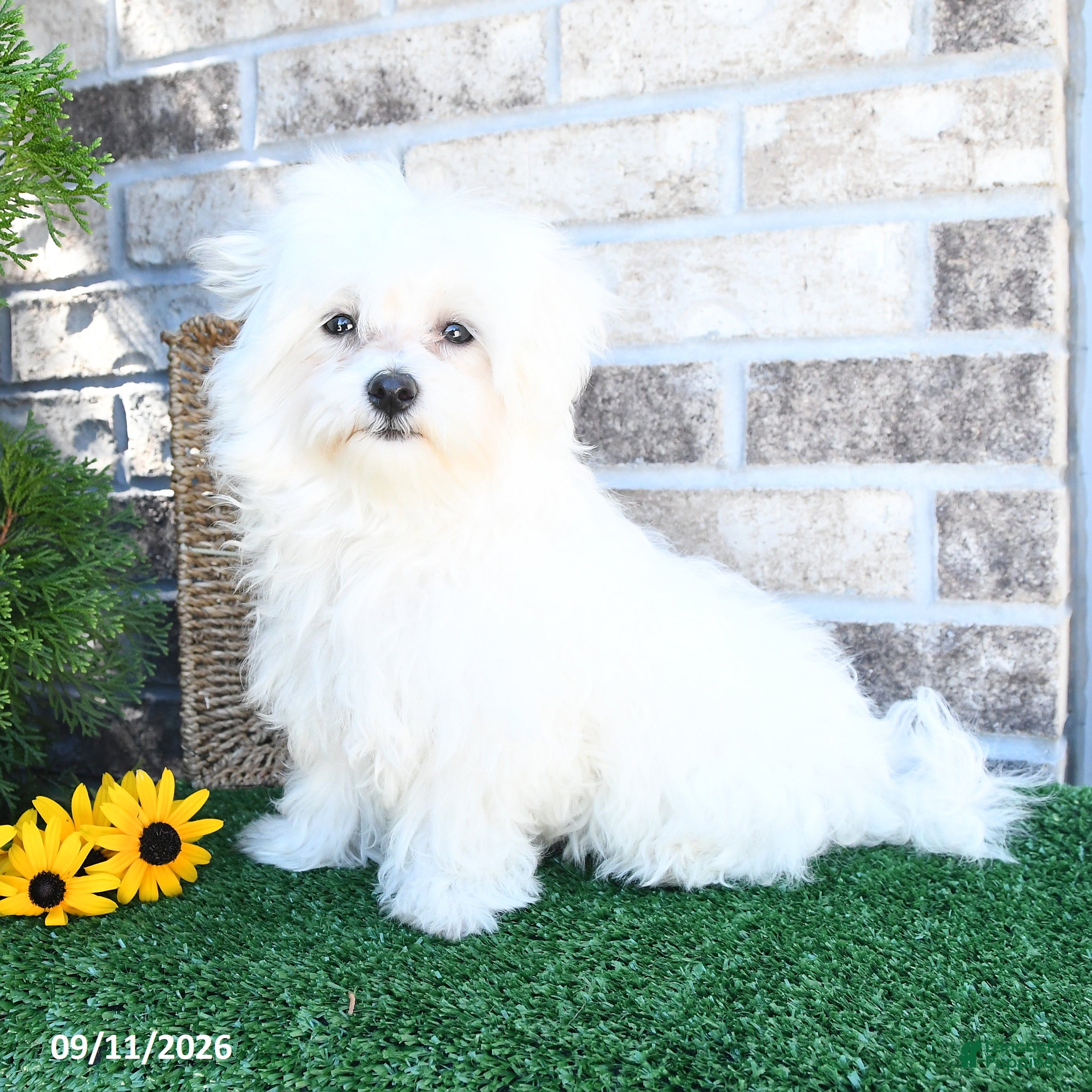 Maltese dogs Betsy - Ad 1