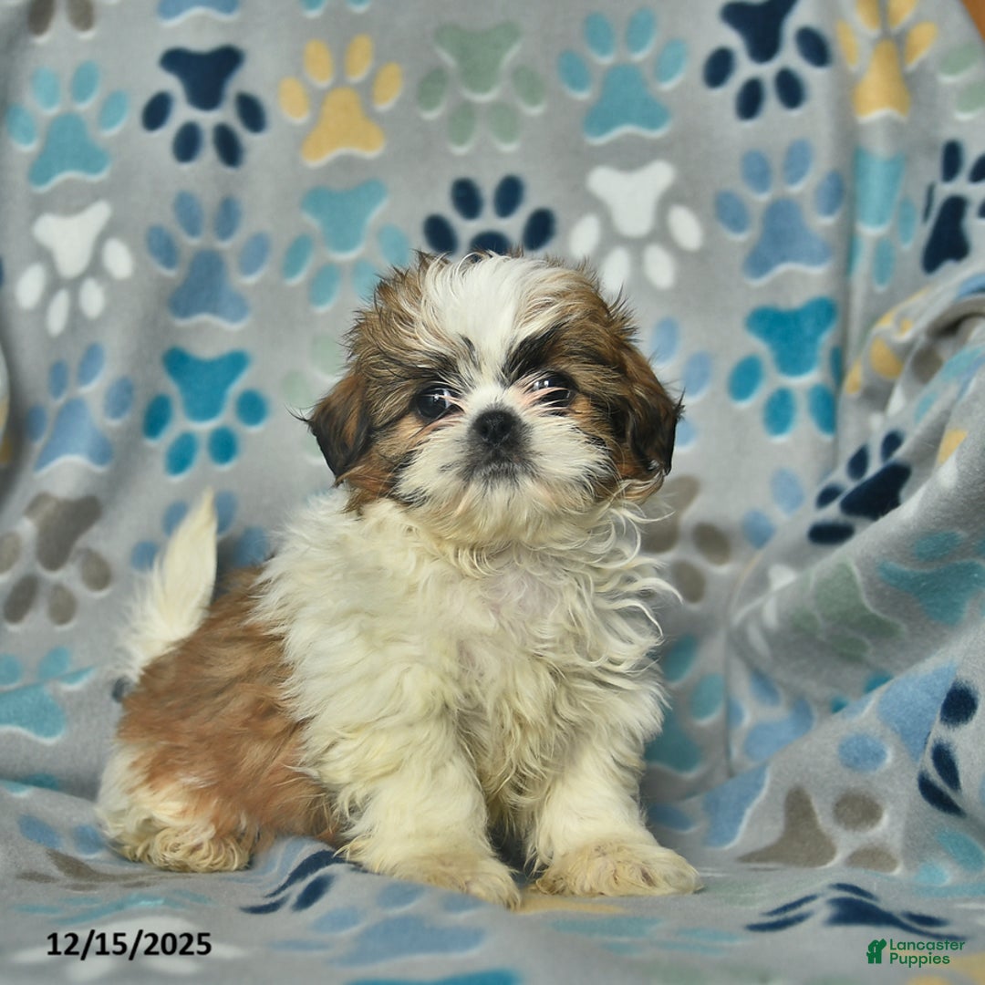 Shih Tzu dogs for sale: Merry - Ad 1