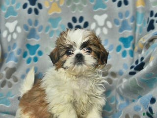 Shih Tzu dogs Merry - Ad 37