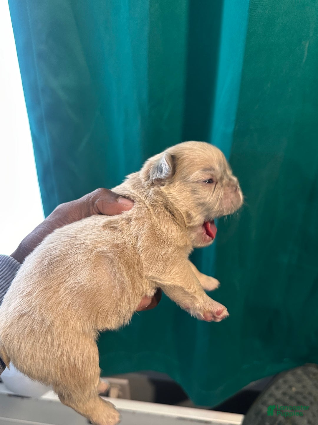 French Bulldog dogs for sale: French Bulldog Puppy 6 - Ad 3