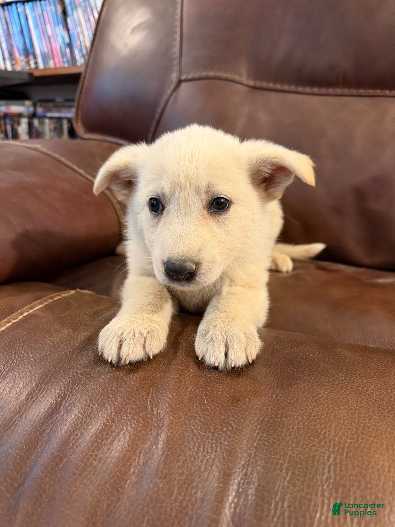 German Shepherd dogs for sale: German Shepherd Puppy 2 - Ad 1