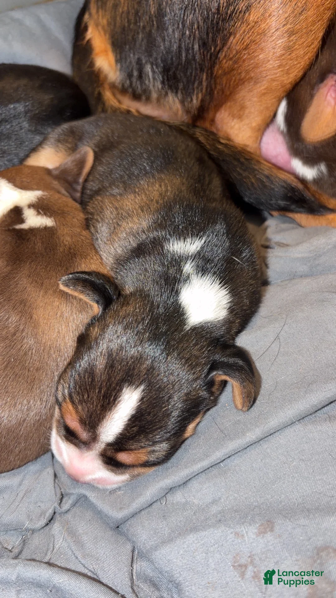 Beagle dogs for sale: Beagle Puppy 1 - Ad 2