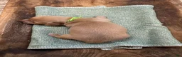 Miniature Dachshund dogs for sale: Pearl- purple - Ad 7