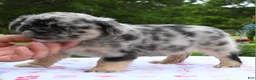 Mixed Breed dogs for sale: Ruby blue eyes merle - Ad 17