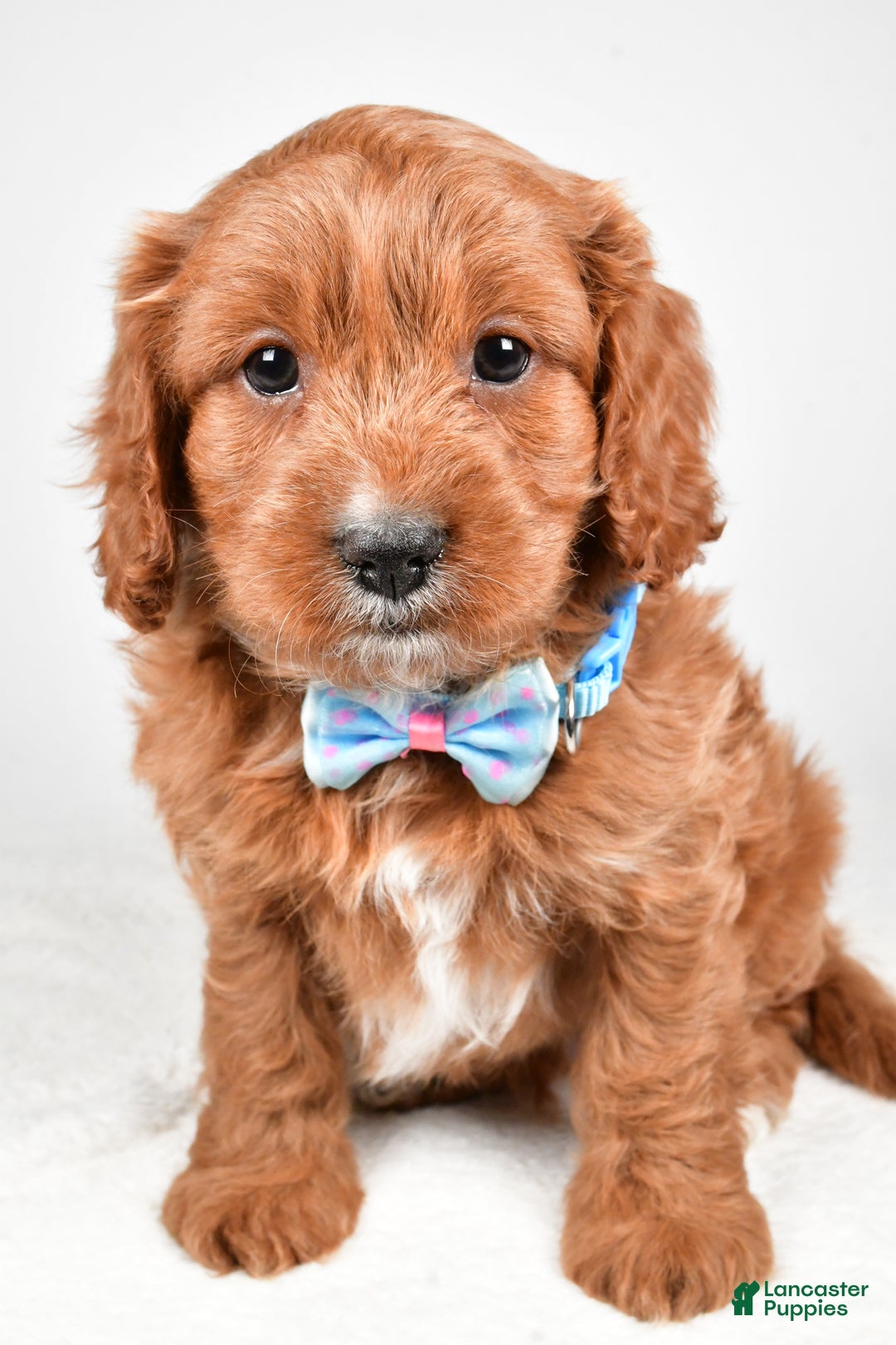 Cavapoo dogs for sale: Ashton - Ad 7