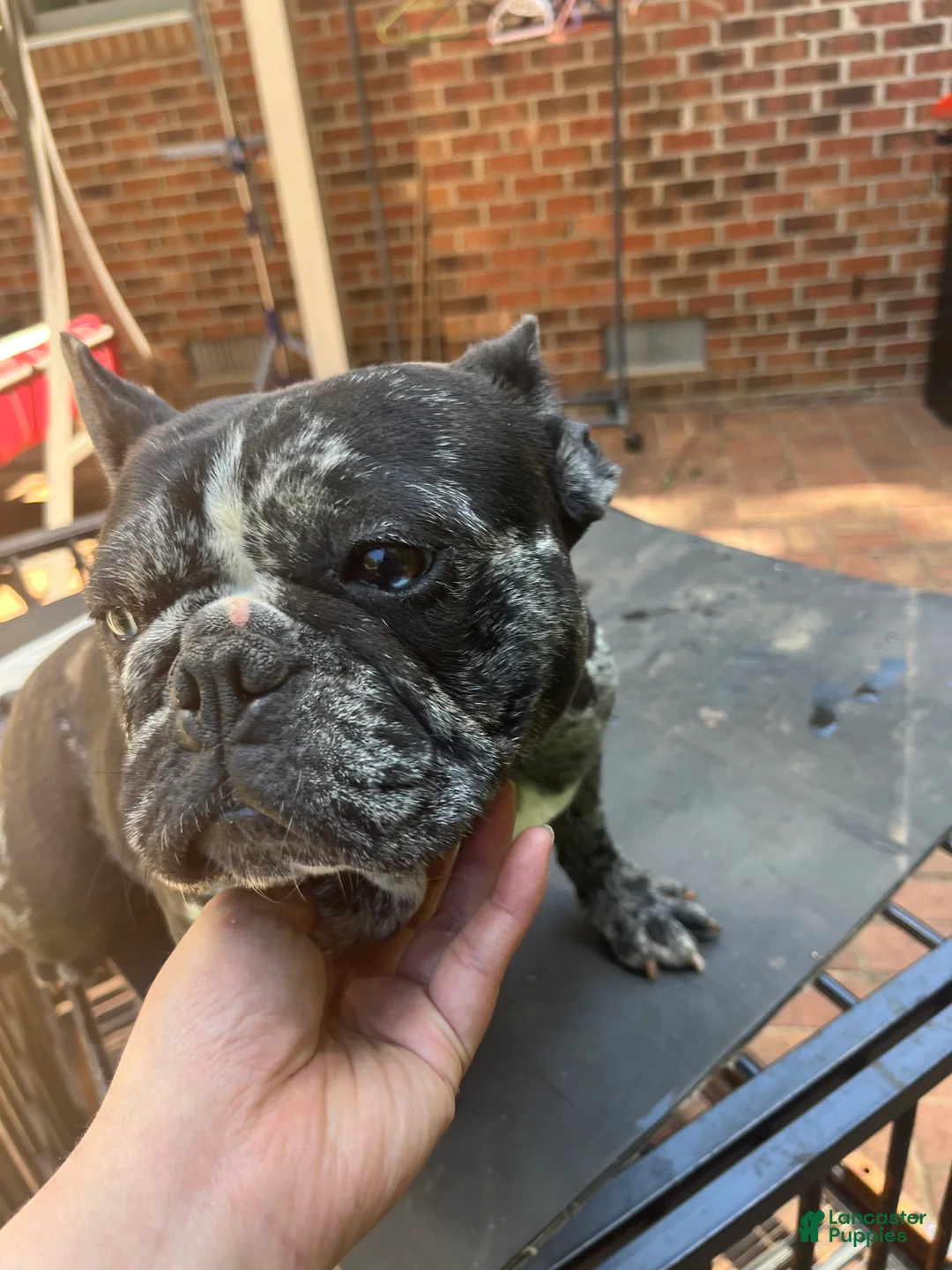 French Bulldog dogs for sale: French Bulldog Puppy 1 - Ad 5