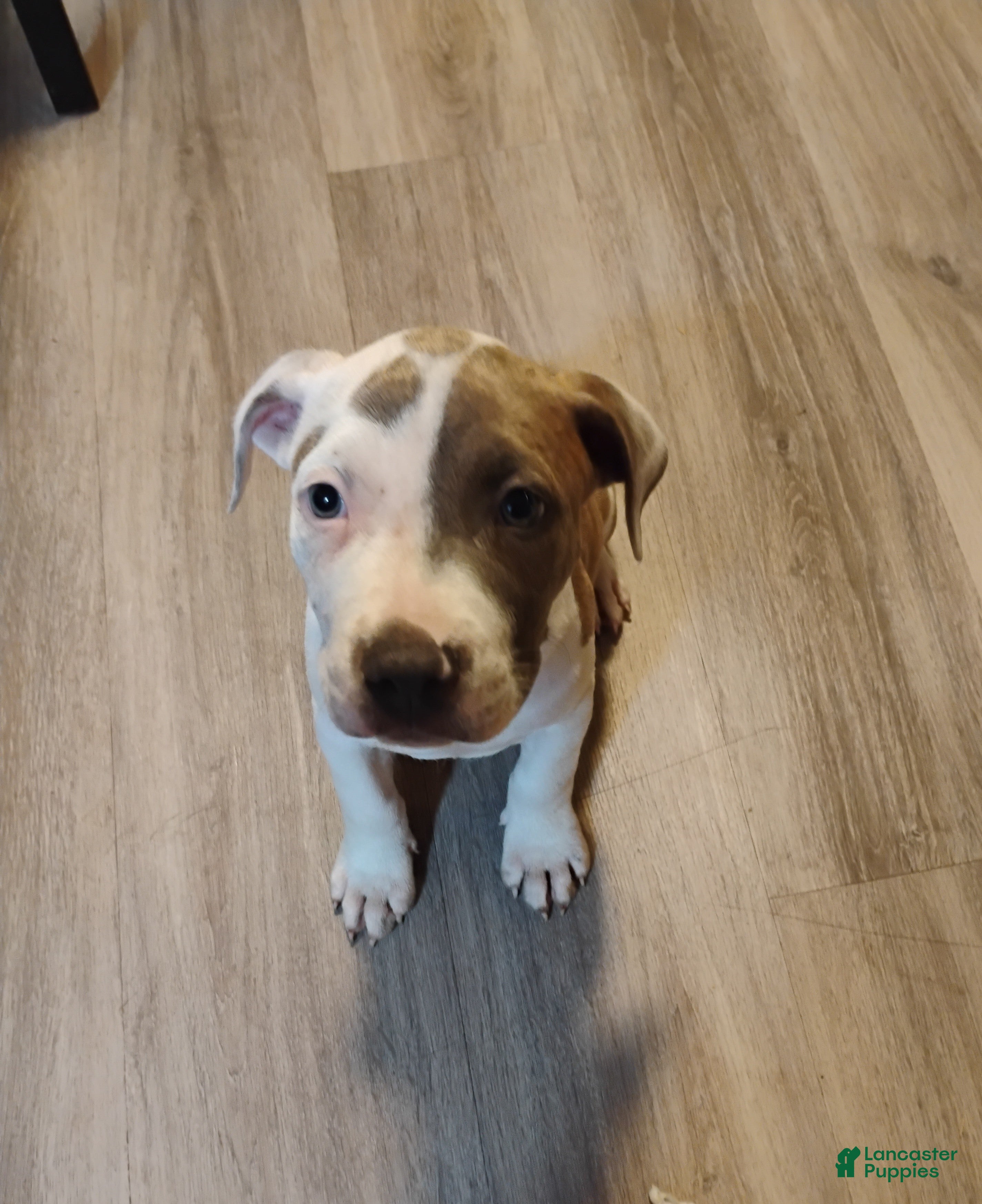 American Pit Bull Terrier dogs American Pit Bull Terrier 5 - Ad 30