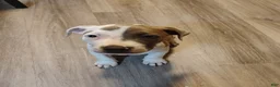 American Pit Bull Terrier dogs for sale: American Pit Bull Terrier 5 - Ad 1