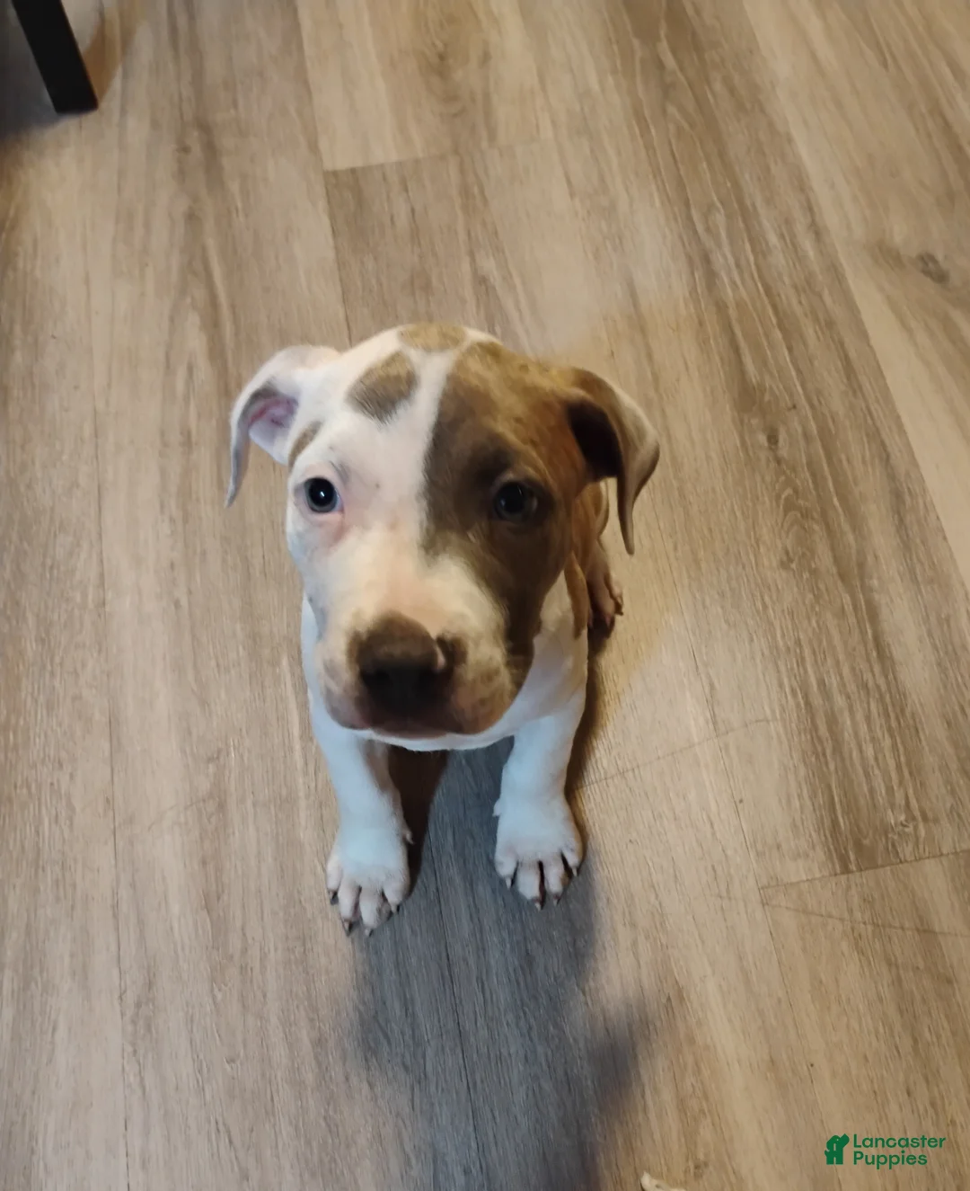 American Pit Bull Terrier dogs for sale: American Pit Bull Terrier 5 - Ad 1