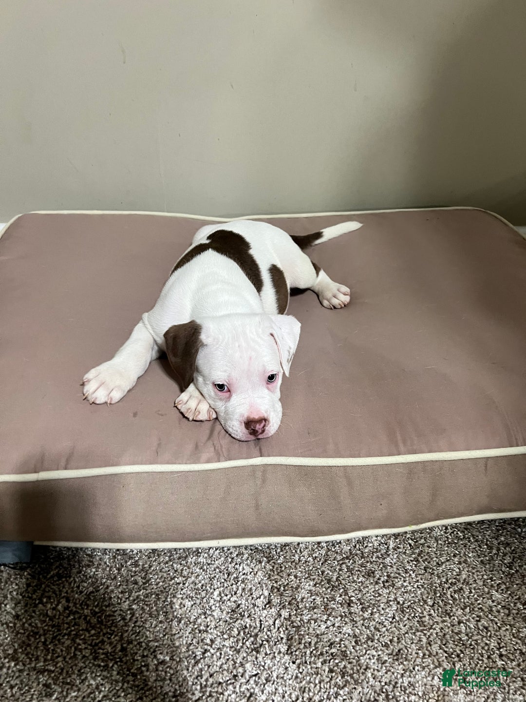 Mixed Breed dogs for sale: Mixed Breed Puppy 4 - Ad 5