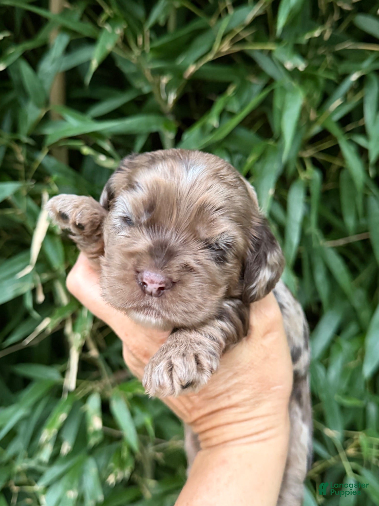 Cocker Spaniel dogs Cocker Spaniel 2 - Ad 4