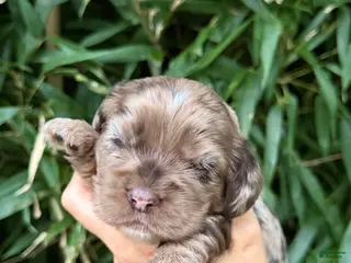 Cocker Spaniel dogs Cocker Spaniel 2 - Ad 4