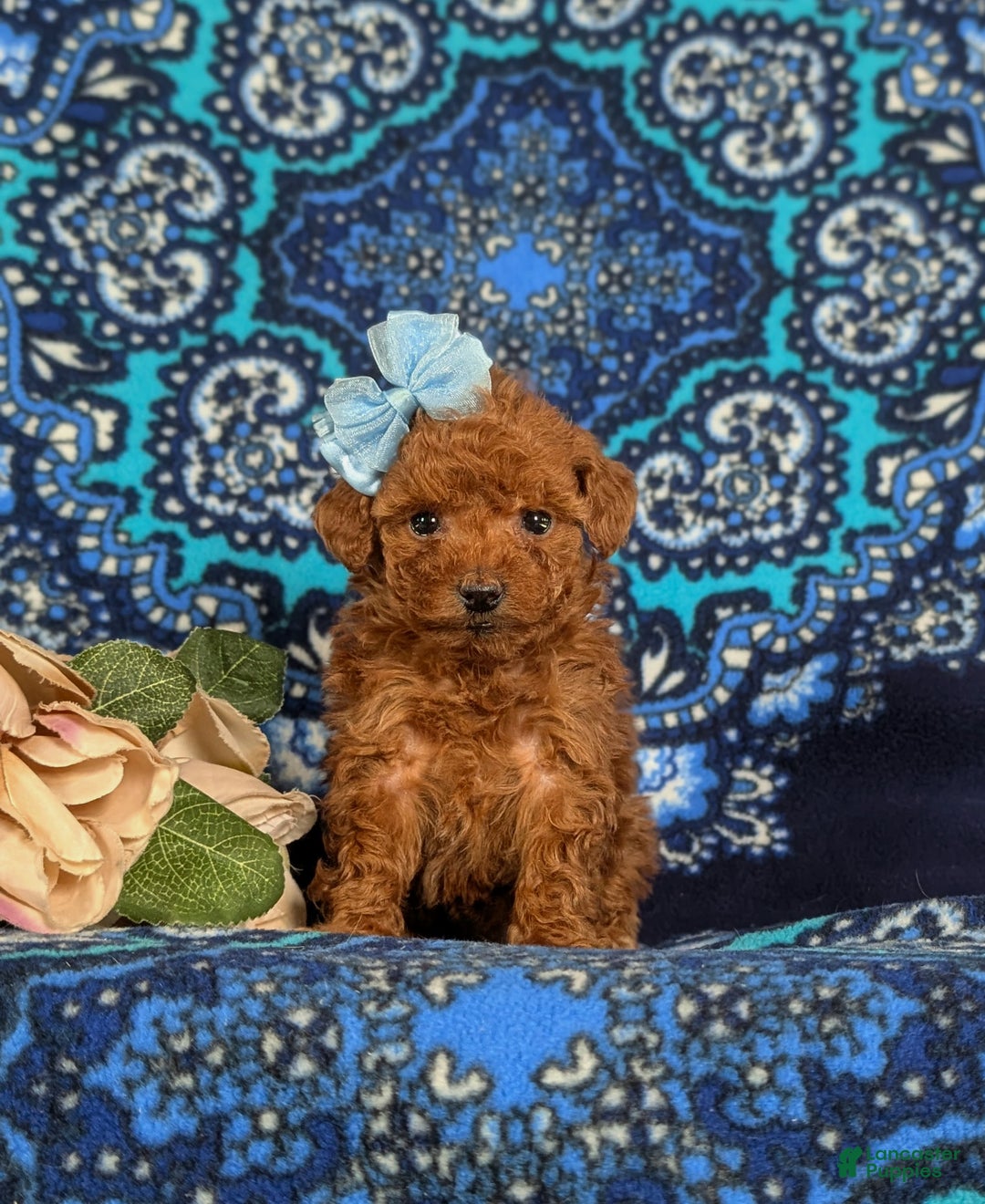 Toy Poodle dogs for sale: Ella - Ad 2