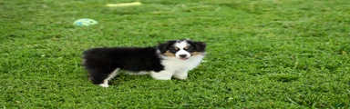 Lasandra Miniature Australian Shepherd Puppy 