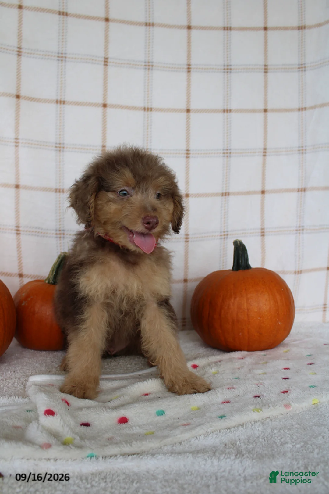 Mini Aussiedoodle dogs for sale: Benji - Ad 2