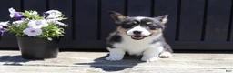 Welsh Corgi Pembroke dogs for sale: Isla - Ad 5