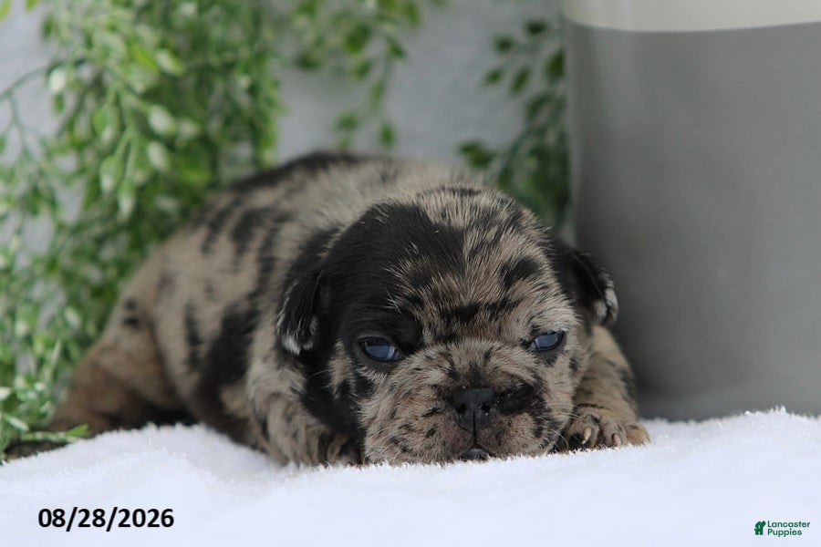 French Bulldog dogs Dakota - Ad 1