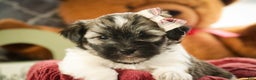 Havanese dogs for sale: Sugar - Ad 2