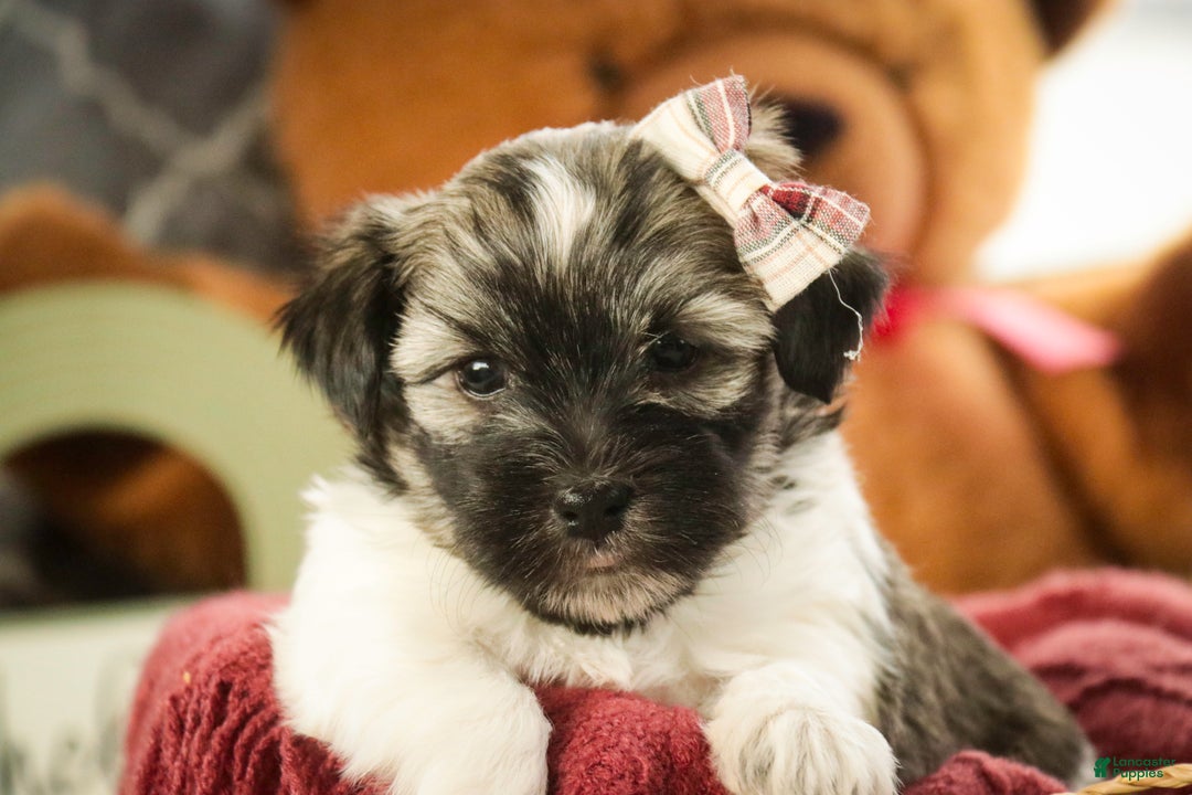 Havanese dogs for sale: Sugar - Ad 2