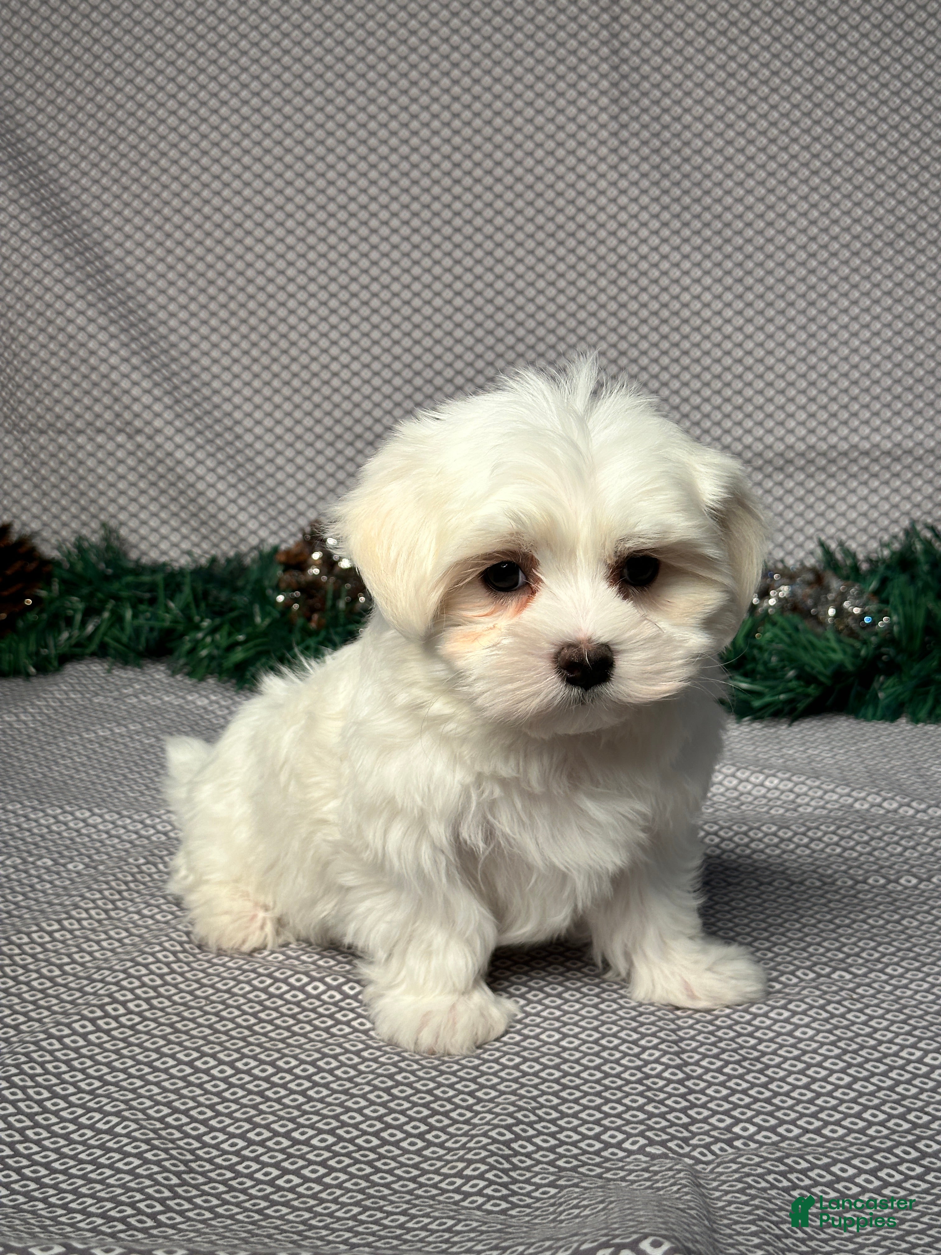 Maltese dogs Jordan - Ad 2