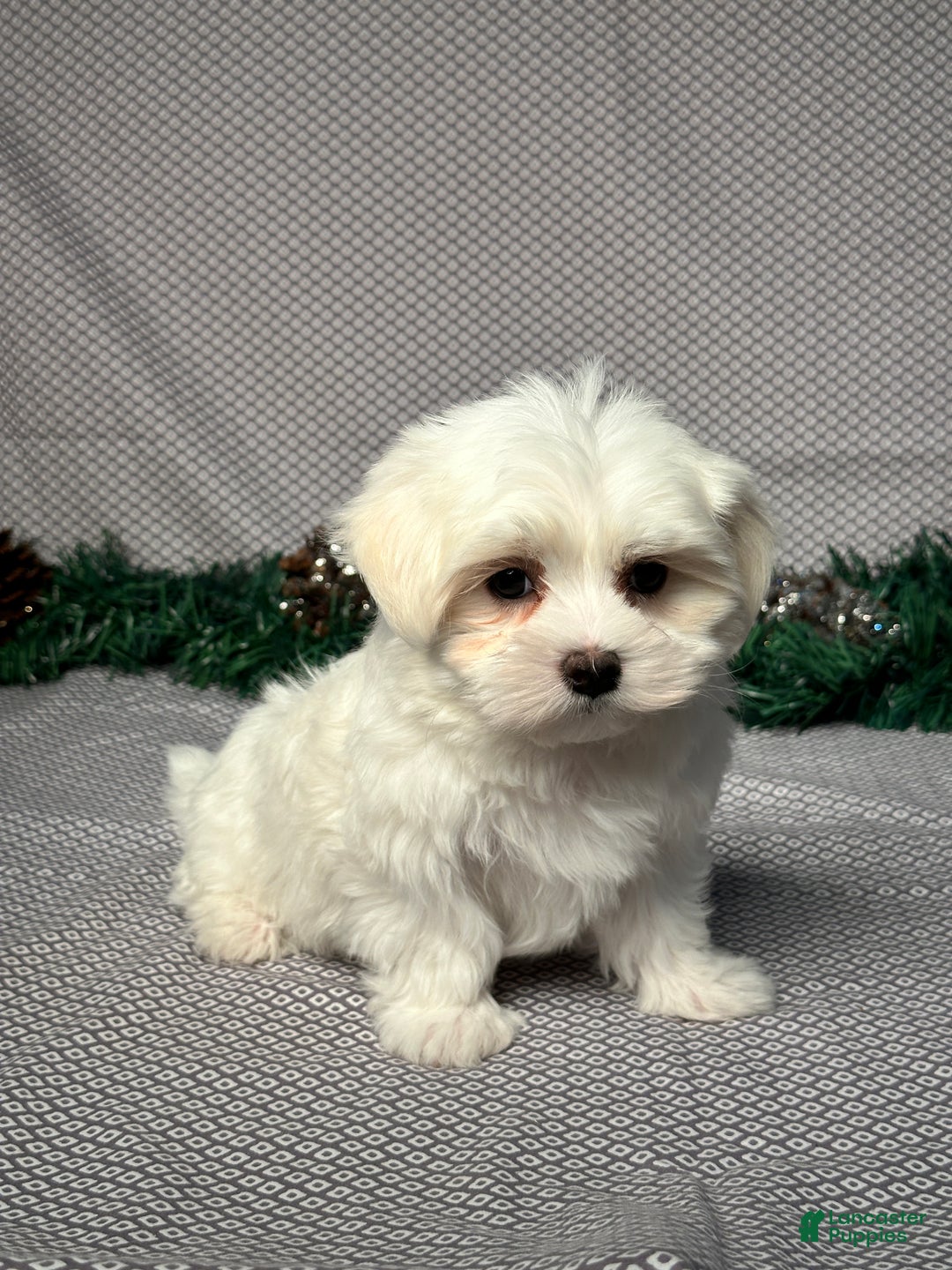 Maltese dogs for sale: Jordan - Ad 2