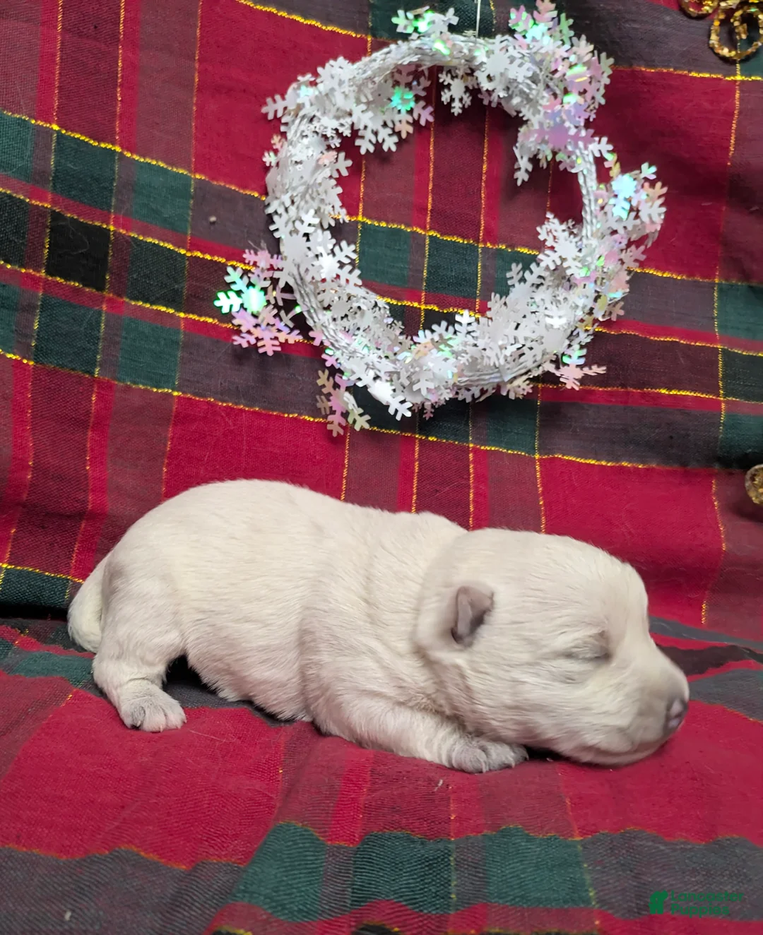 West Highland Terrier dogs for sale: Snow Baby - Ad 3