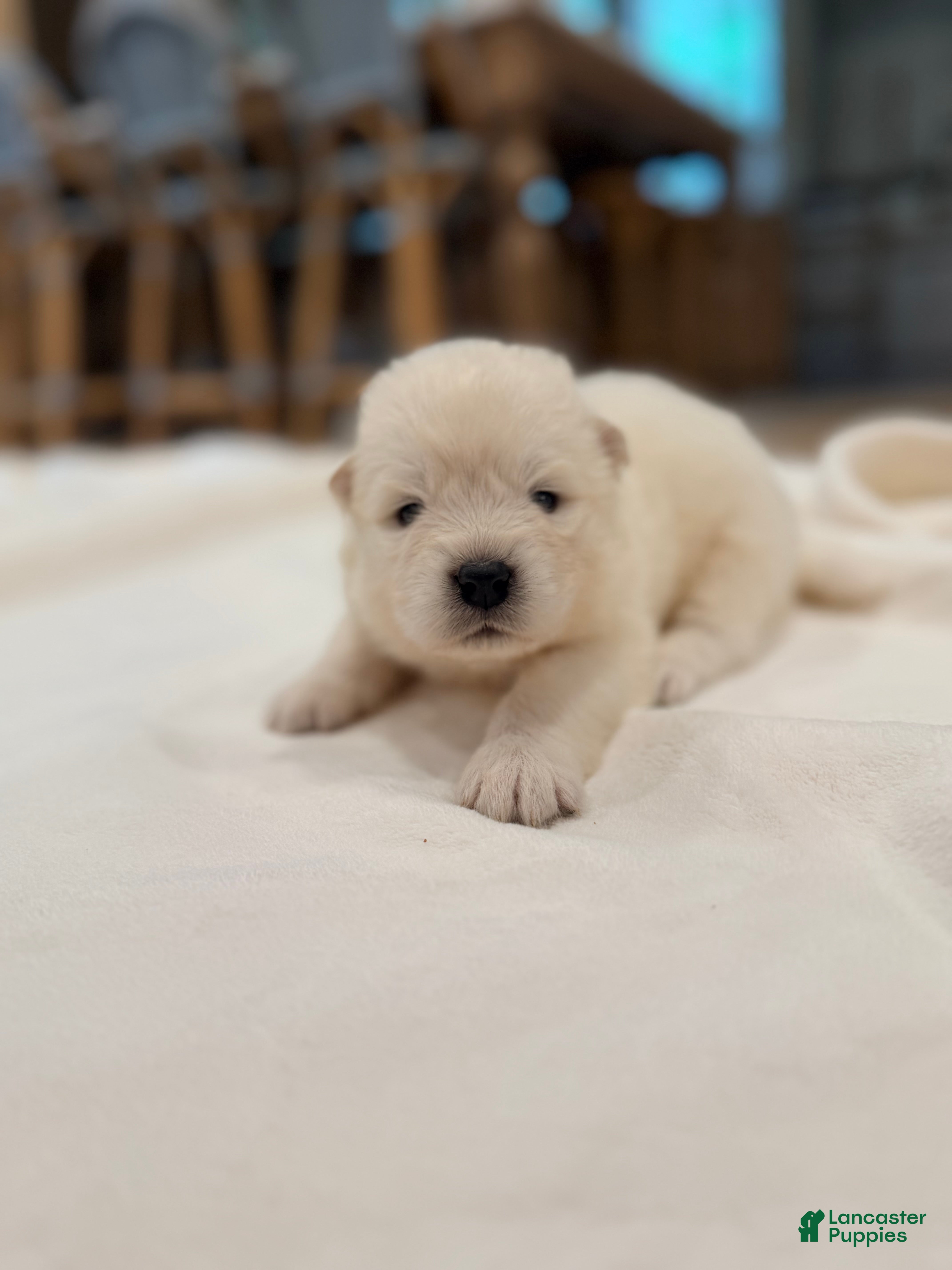 Samoyed dogs Jimmy - Ad 2