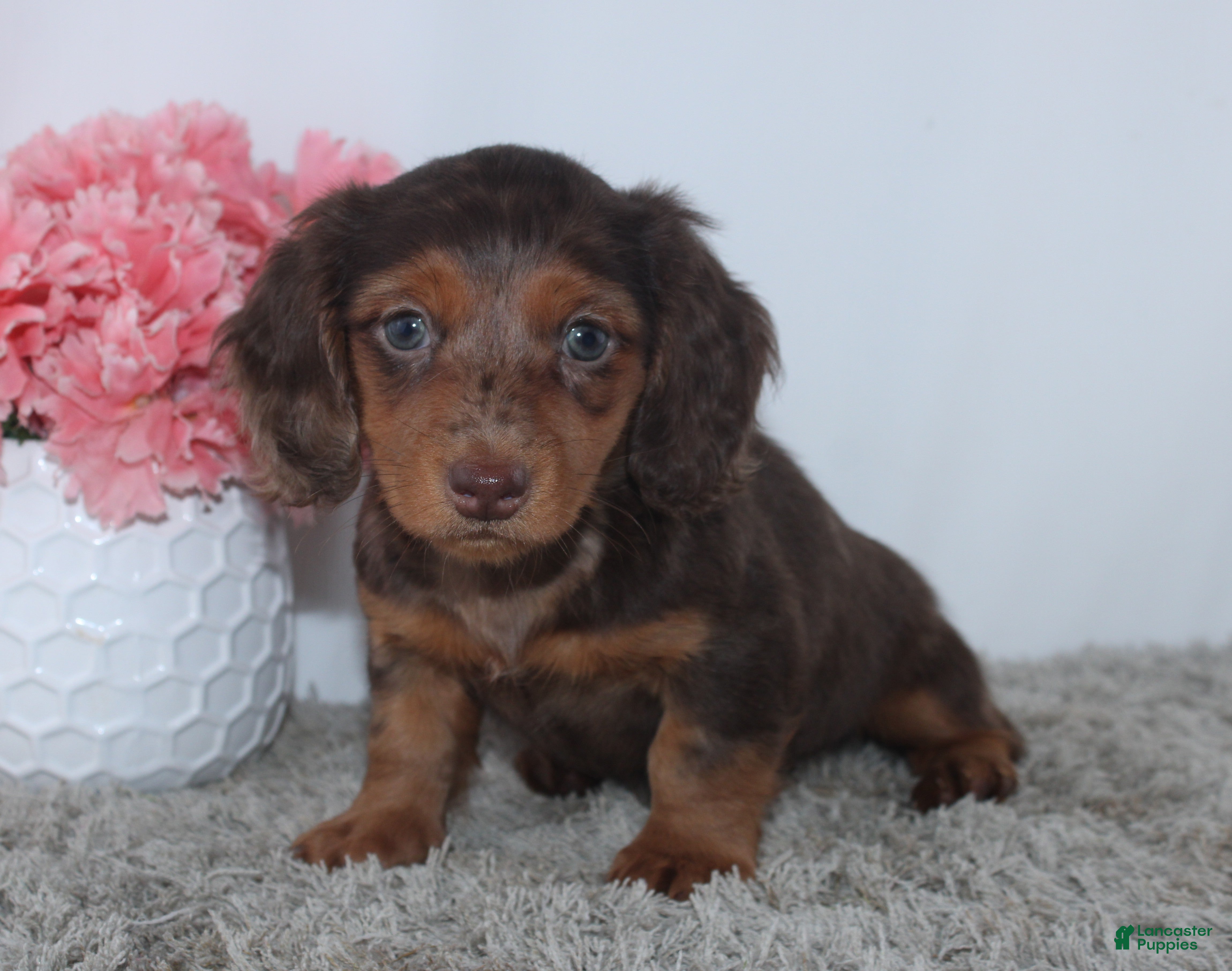Miniature Dachshund dogs Quincy - Ad 2