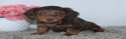 Miniature Dachshund dogs for sale: Quincy - Ad 2
