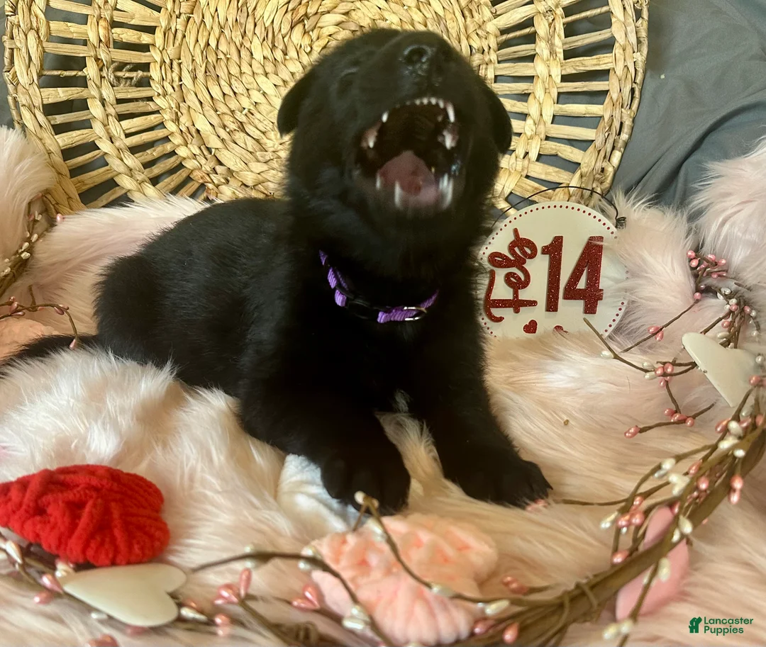 German Shepherd dogs for sale: Violet  - Ad 13