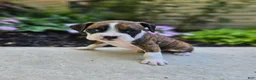 Boxer dogs for sale: Santo - Ad 3