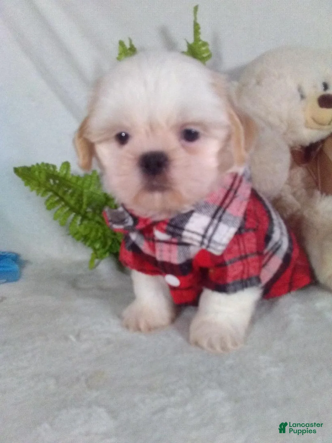 Shih Tzu dogs for sale: Alex  - Ad 1