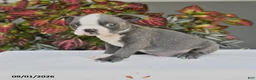 Boston Terrier dogs for sale: Jep - Ad 1